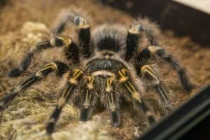 15444 golden knee tarantula substrate