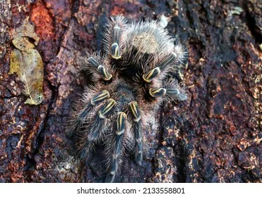 /img/15444-golden-knee-tarantula-water.webp