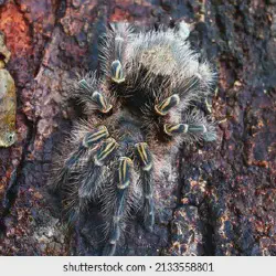 /img/15444-golden-knee-tarantula-water.webp