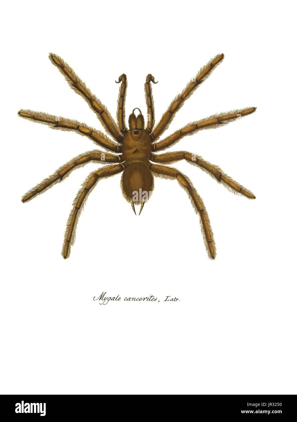 15447 tarantula espanola diet