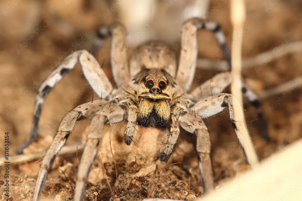 /img/15447-tarantula-espanola-facts.webp
