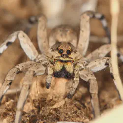 /img/15447-tarantula-espanola-facts.webp