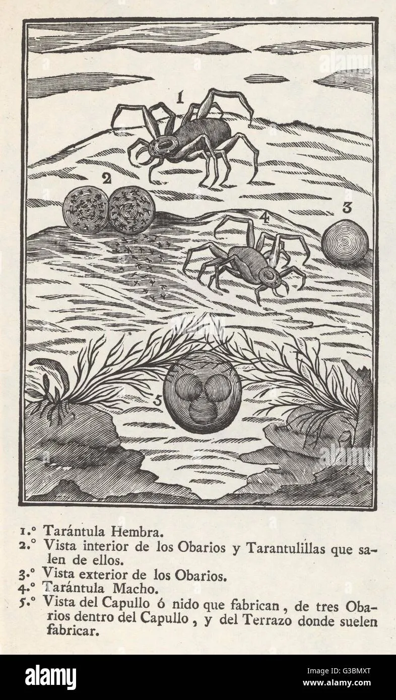 15447 tarantula espanola lifespan