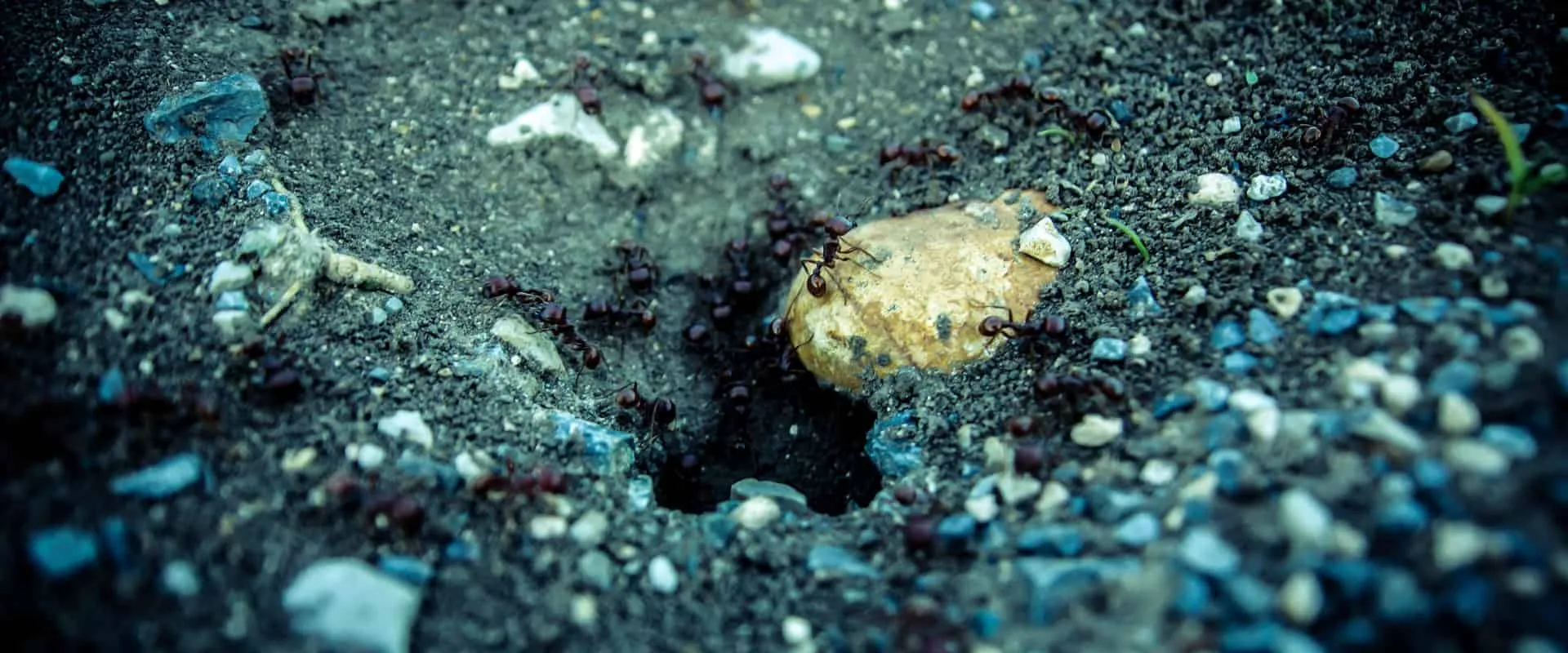 15448 amersfoort tarantula habitat