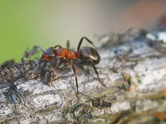 15448 common ants amersfoort