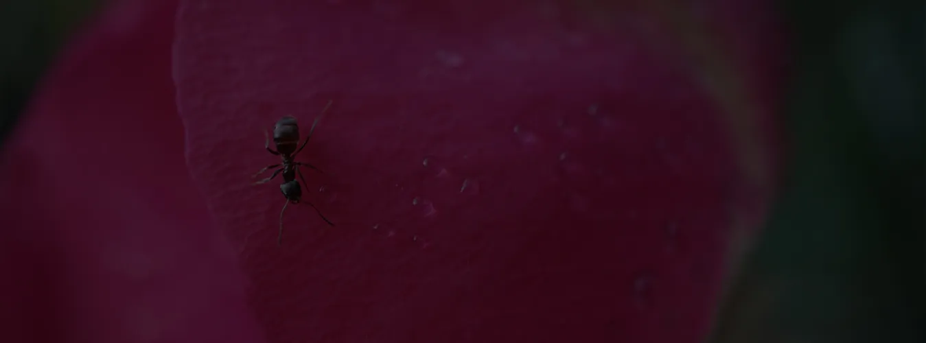 15448 tarantula molting