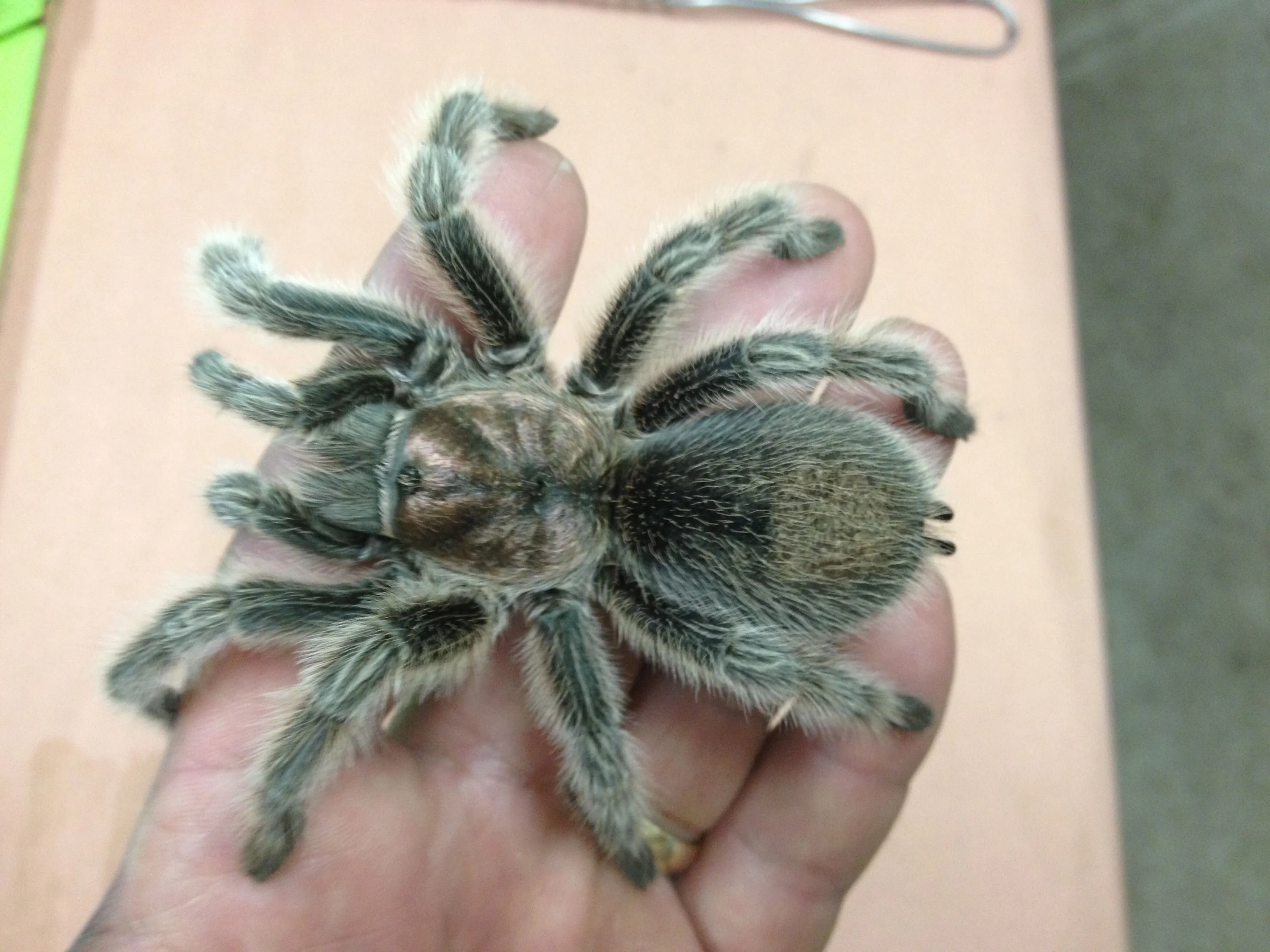 15449 rose hair tarantula image4