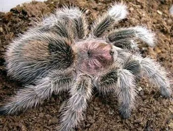 15449 rose hair tarantula image6