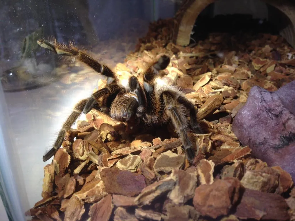 /img/15449-rose-hair-tarantula-image7.webp
