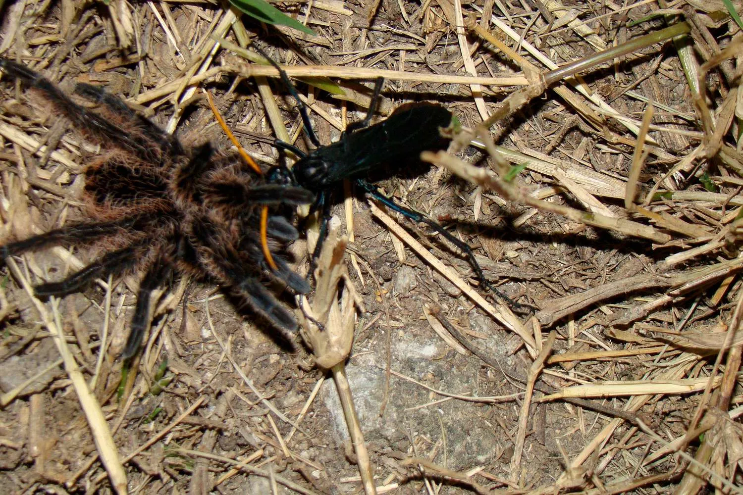 15450 tarantula killer wasp in action