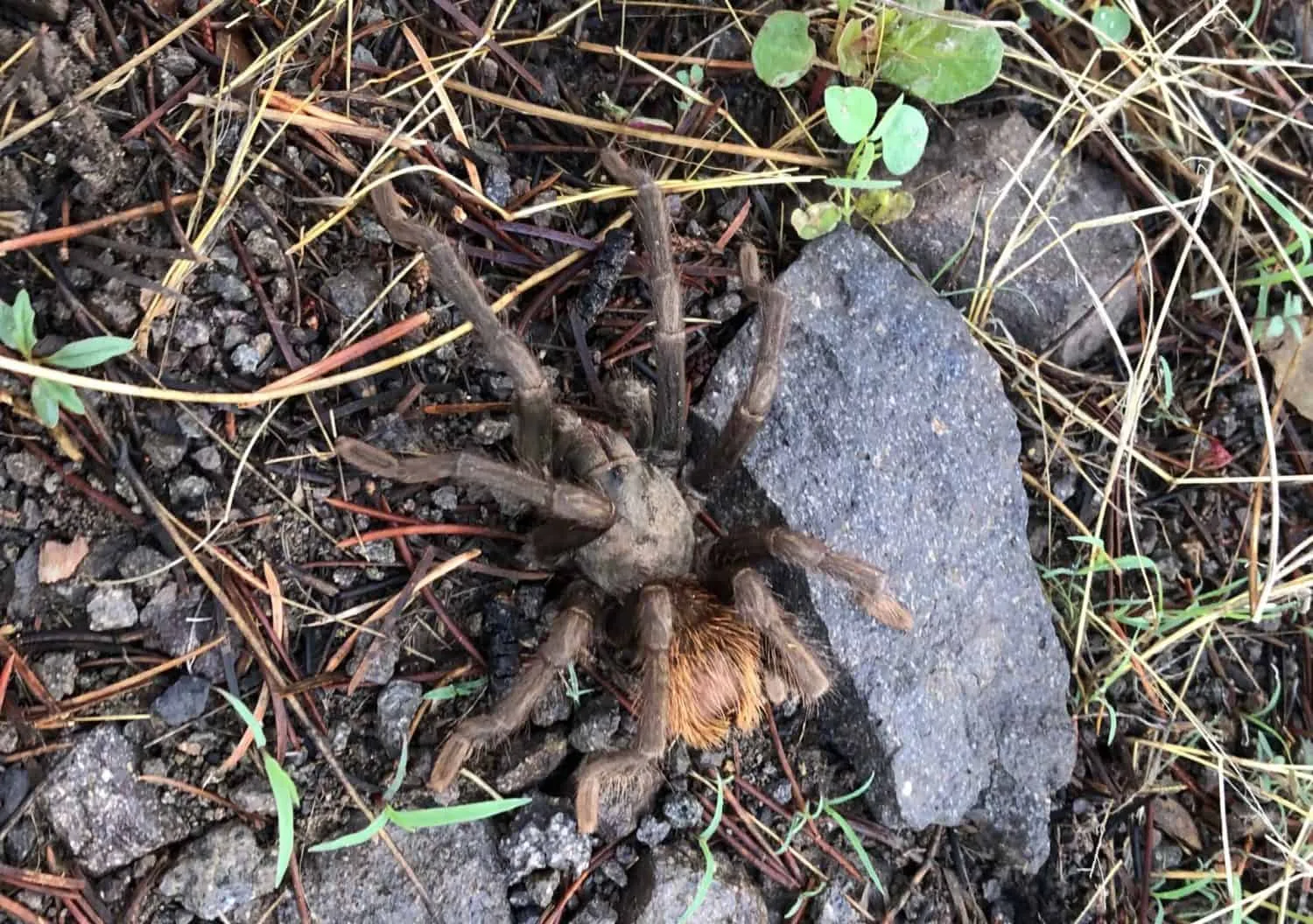 15450 tarantula killer wasp nest