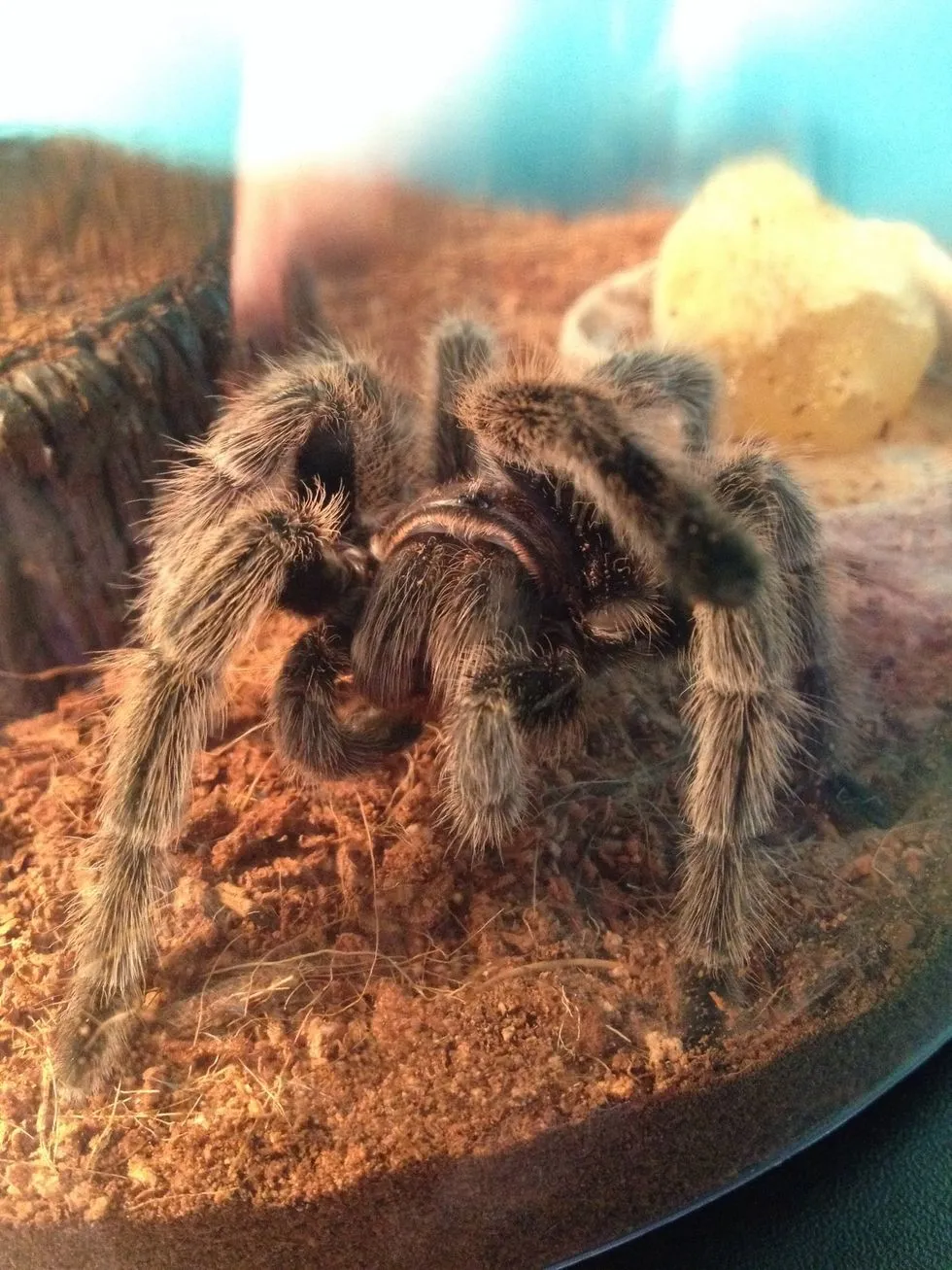 15451 tarantula feeding