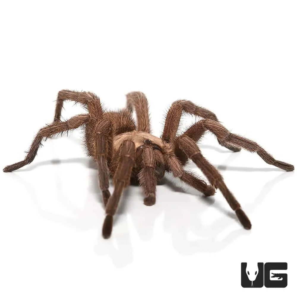 15452 tarantula lifespan