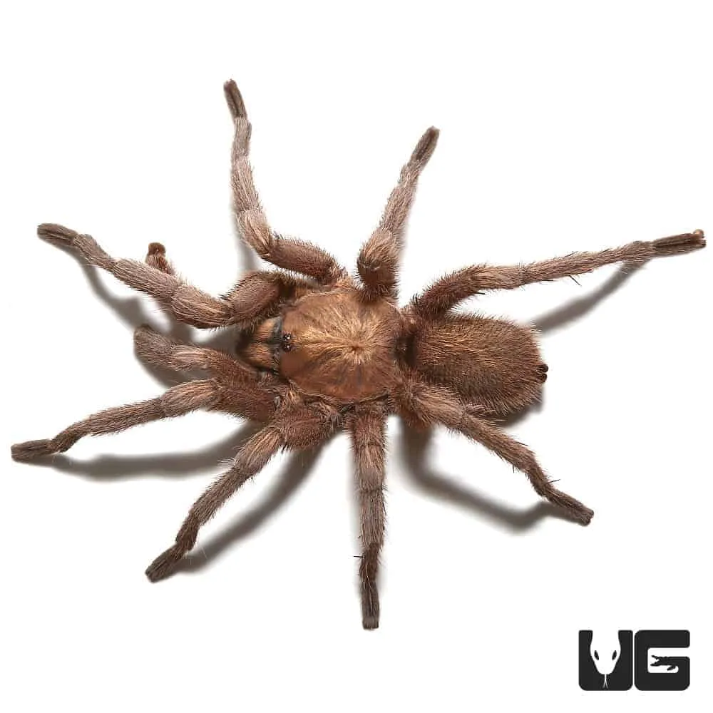 /img/15452-tarantula-species-egypt.webp
