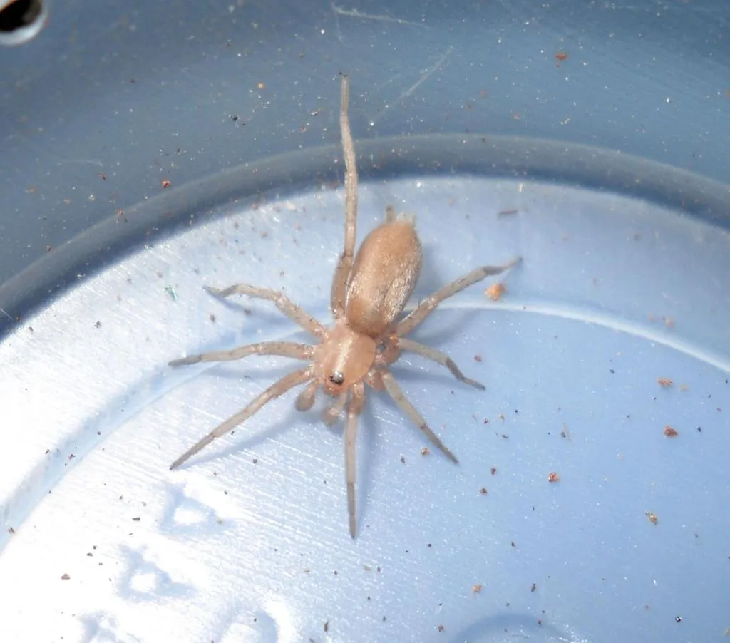 15454 tarantula size comparison