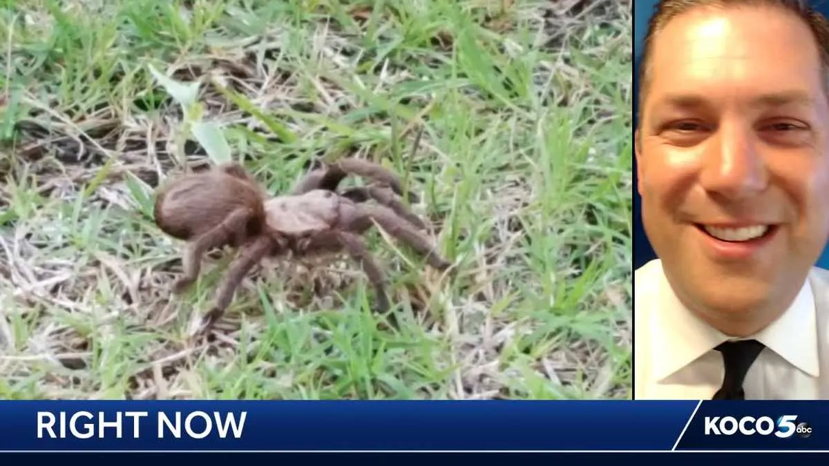 15455 female tarantula