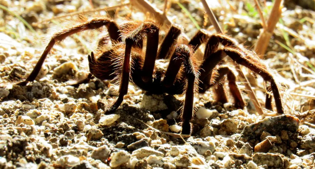 15455 male tarantula
