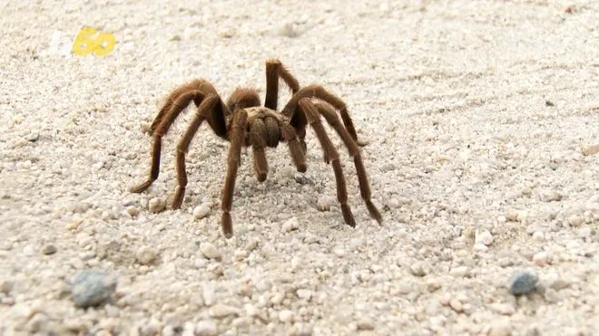 /img/15455-tarantula-close-up.webp