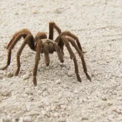 /img/15455-tarantula-close-up.webp