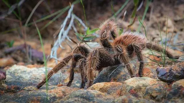 15455 tarantula courtship
