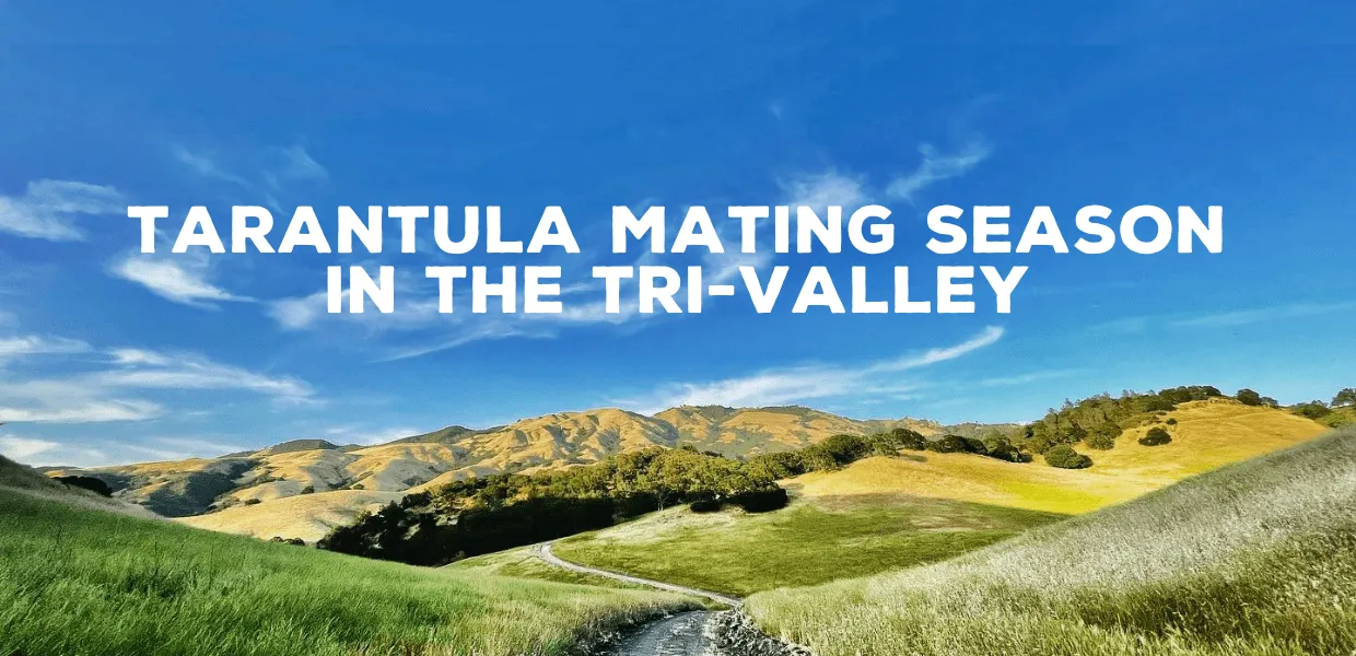 15455 tarantula habitat