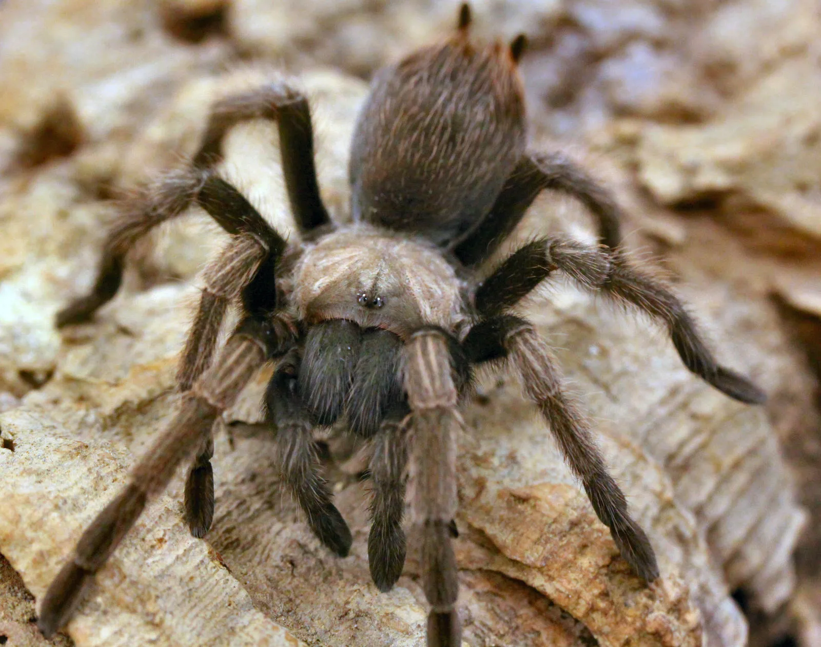/img/15457-tarantula-close-up.webp