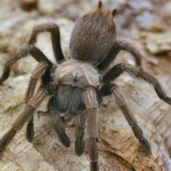 /img/15457-tarantula-close-up.webp