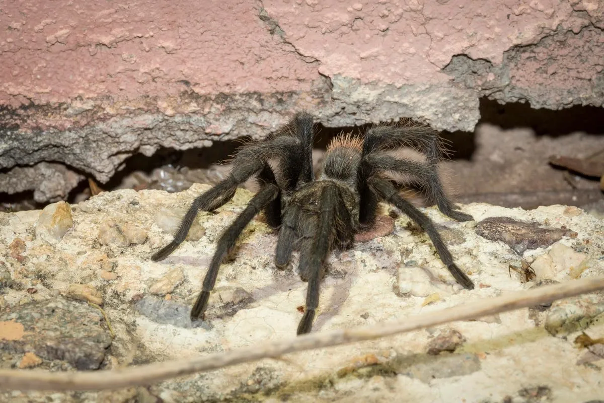 15457 tarantula mating season