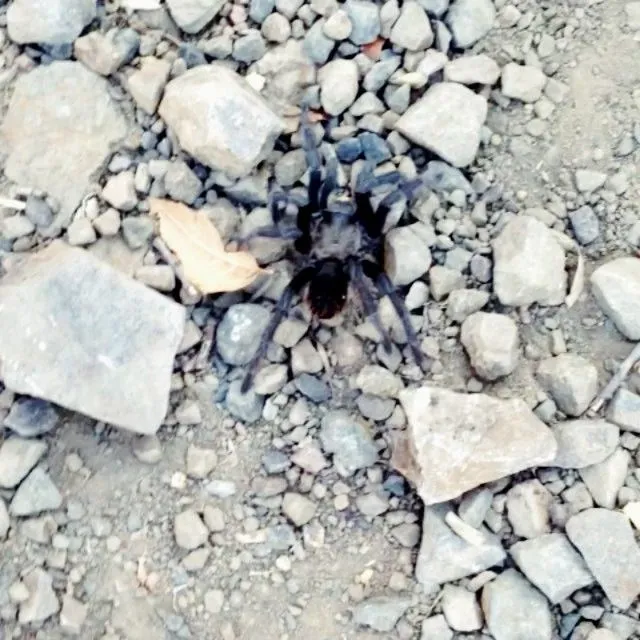 15457 tarantula safety precautions