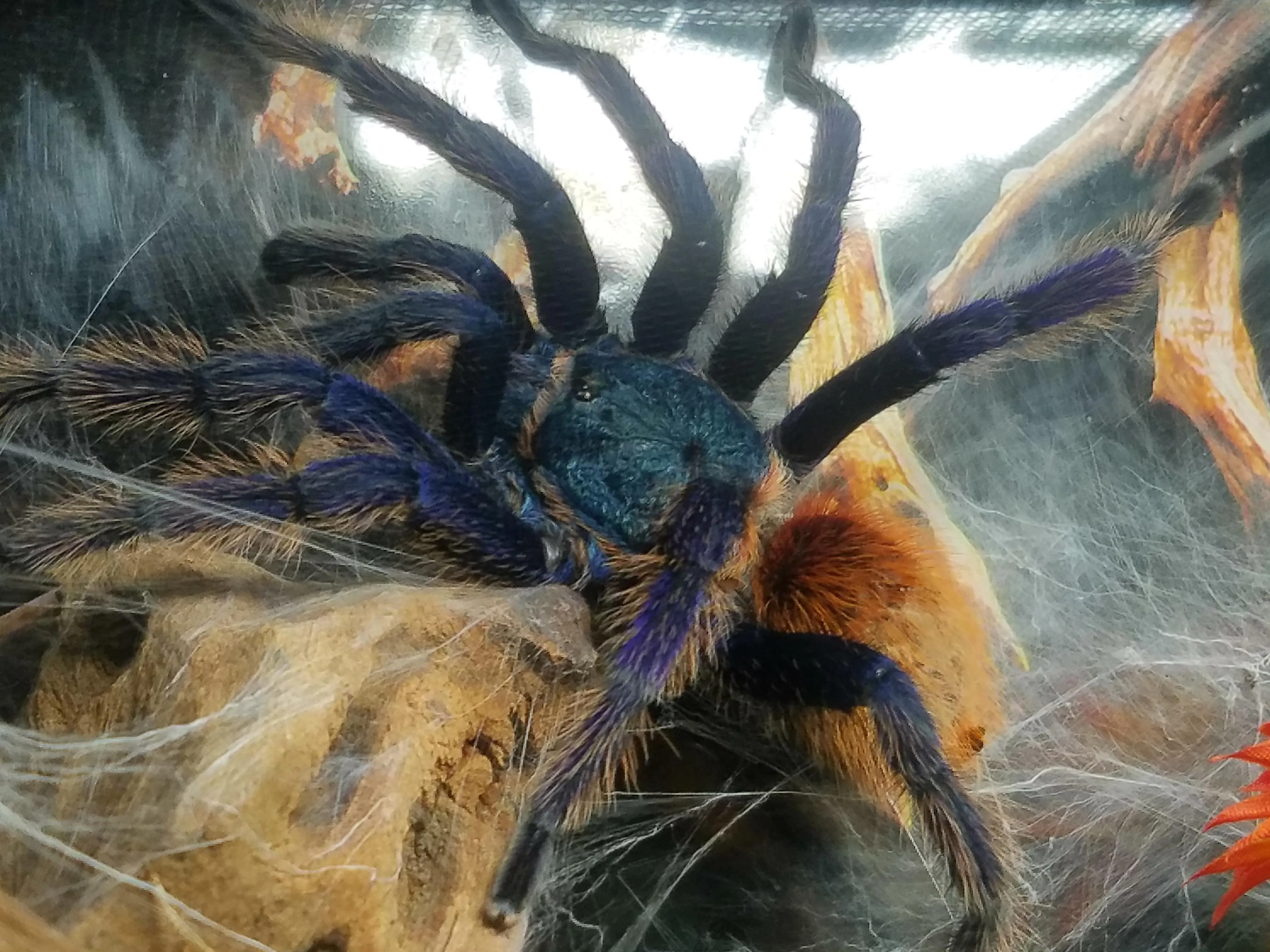15460 mature male tarantula drumming