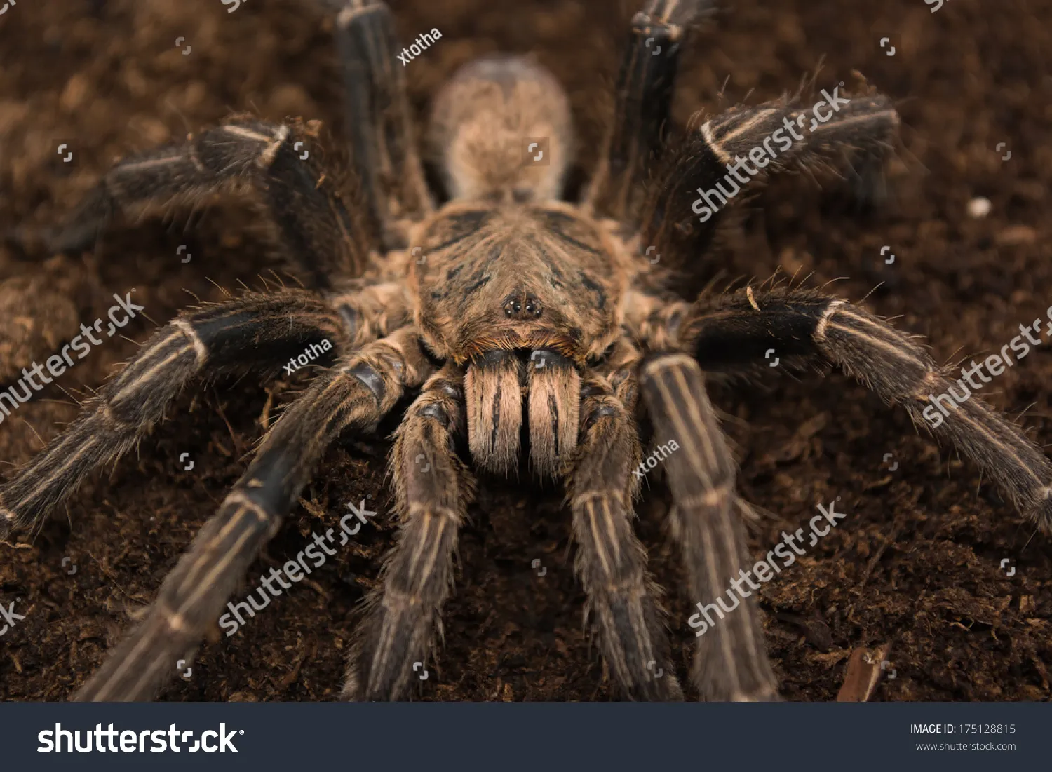 /img/15460-mature-male-tarantula-handling.webp