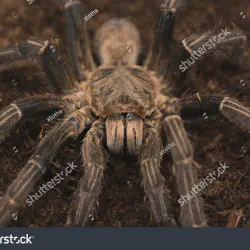 /img/15460-mature-male-tarantula-handling.webp