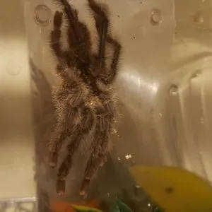 15460 mature male tarantula leg hooks