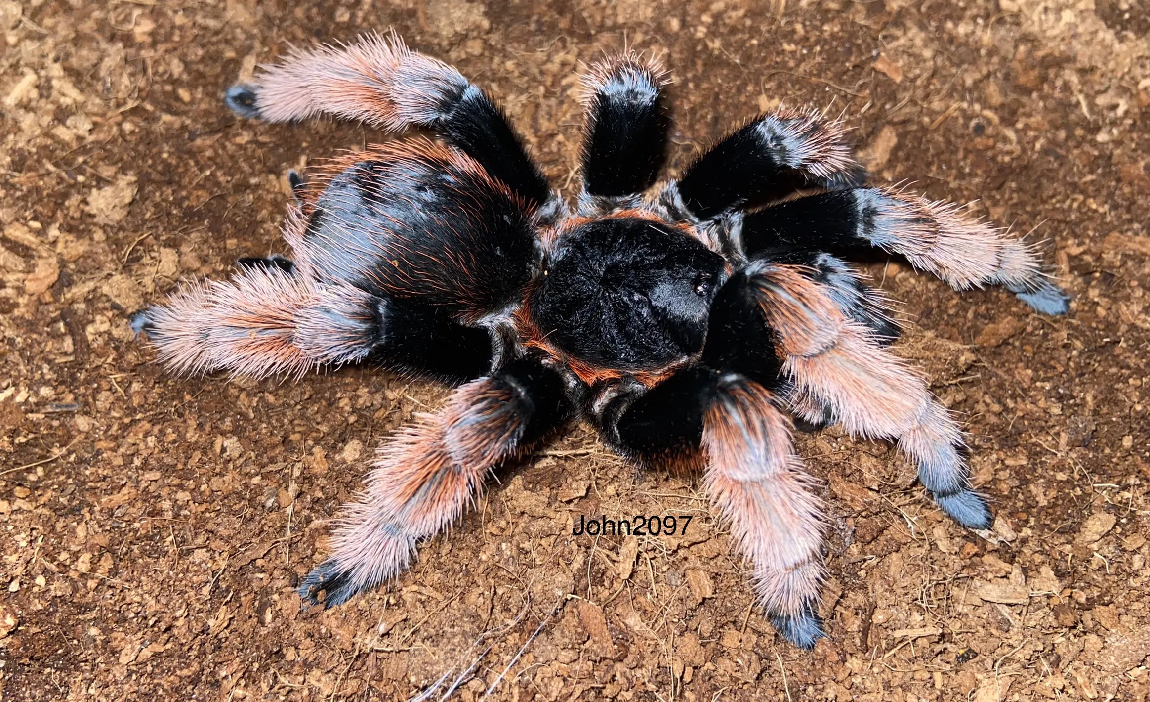 15460 mature male tarantula mating