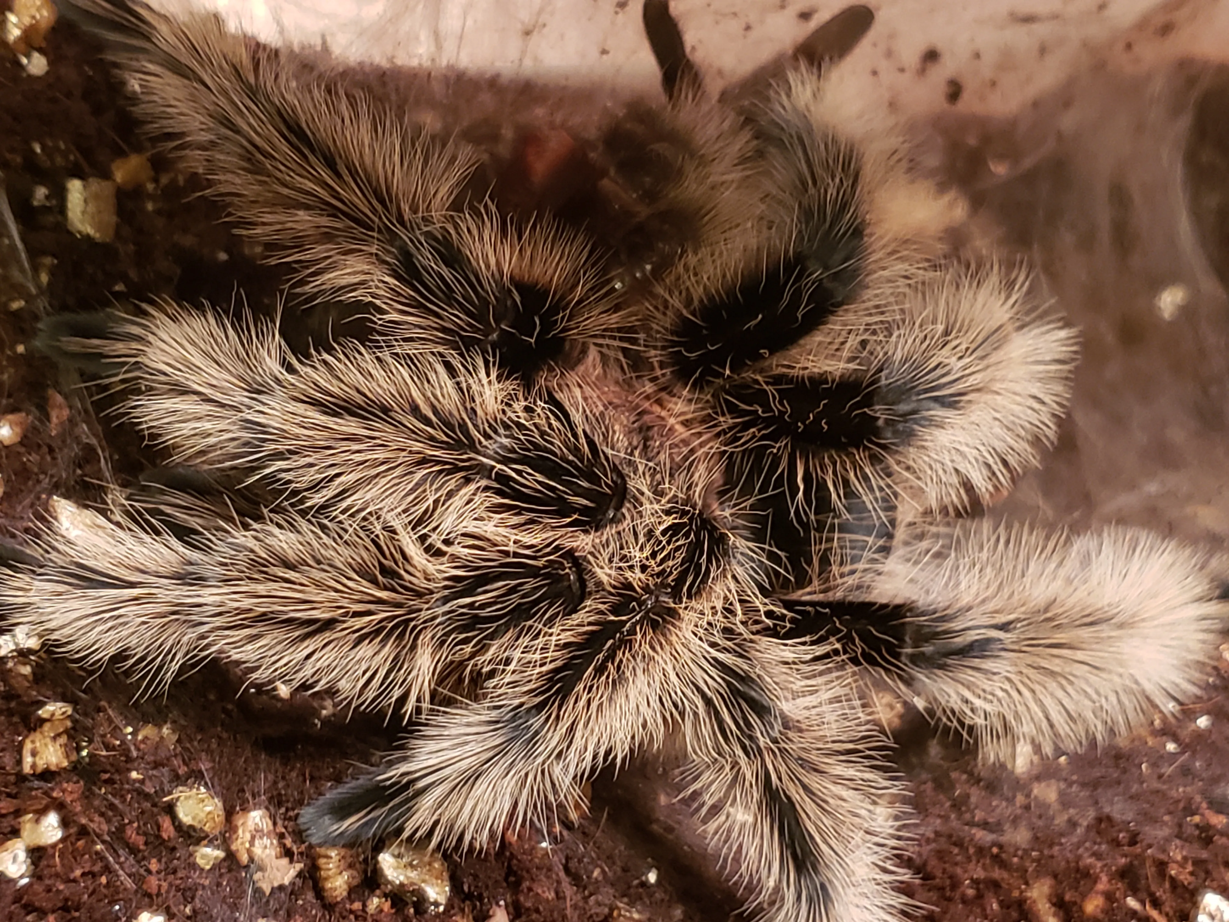 15460 mature male tarantula pedipalps