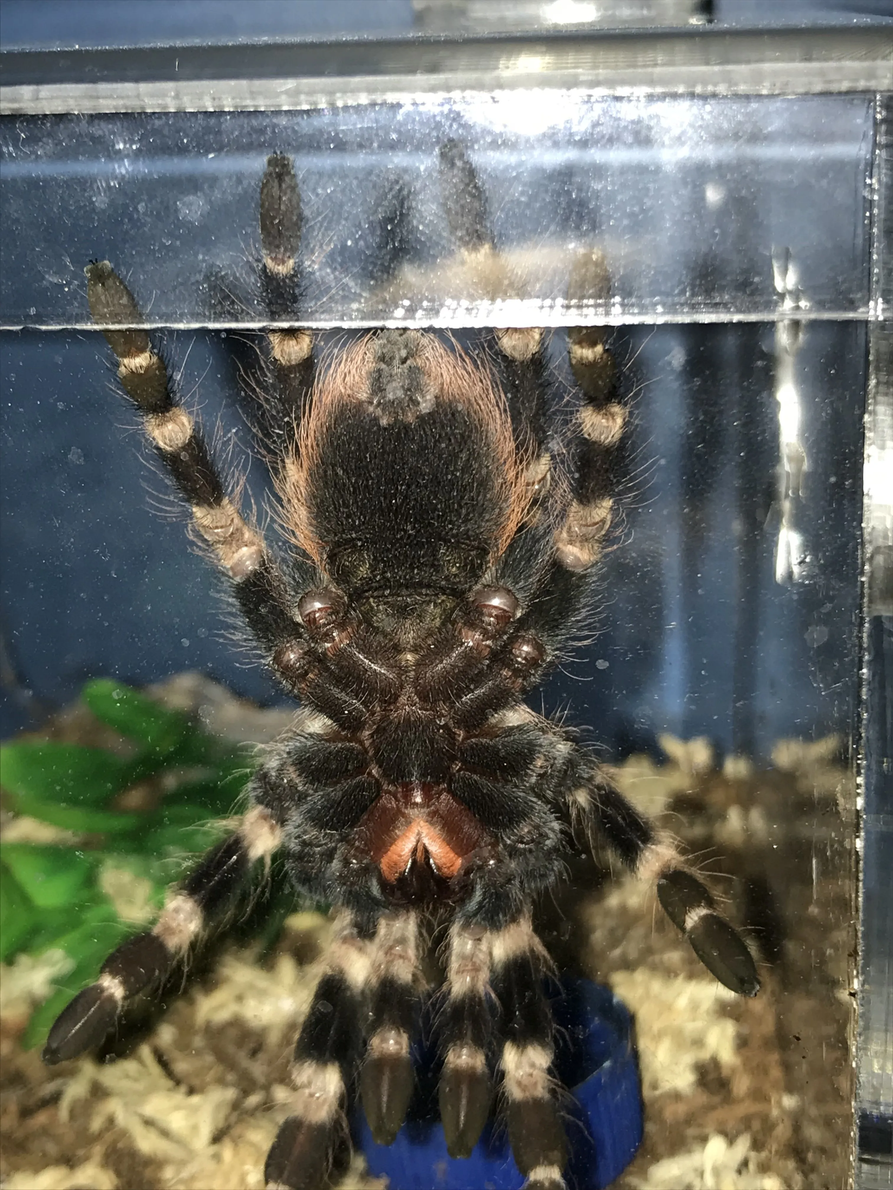 15460 mature male tarantula sperm web