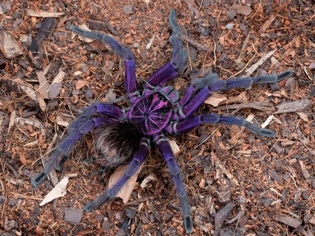 15460 mature male tarantula wandering