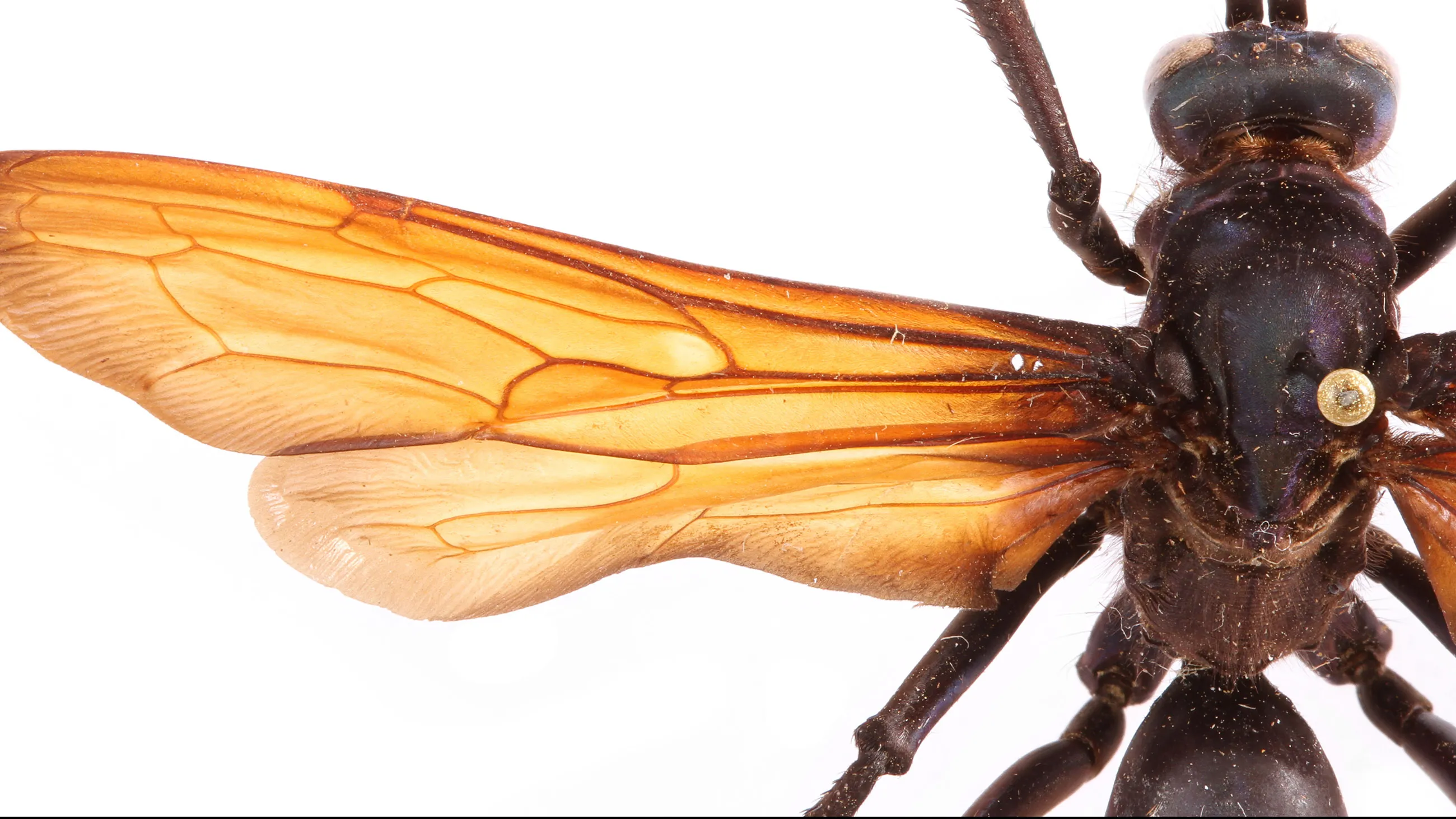 15461 tarantula hawk sting