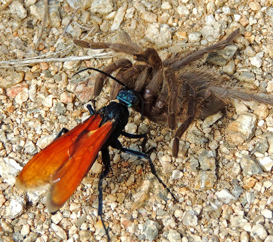 15461 tarantula hawk wasp