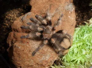 /img/15462-rose-hair-tarantula-feeding.webp