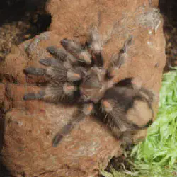 /img/15462-rose-hair-tarantula-feeding.webp