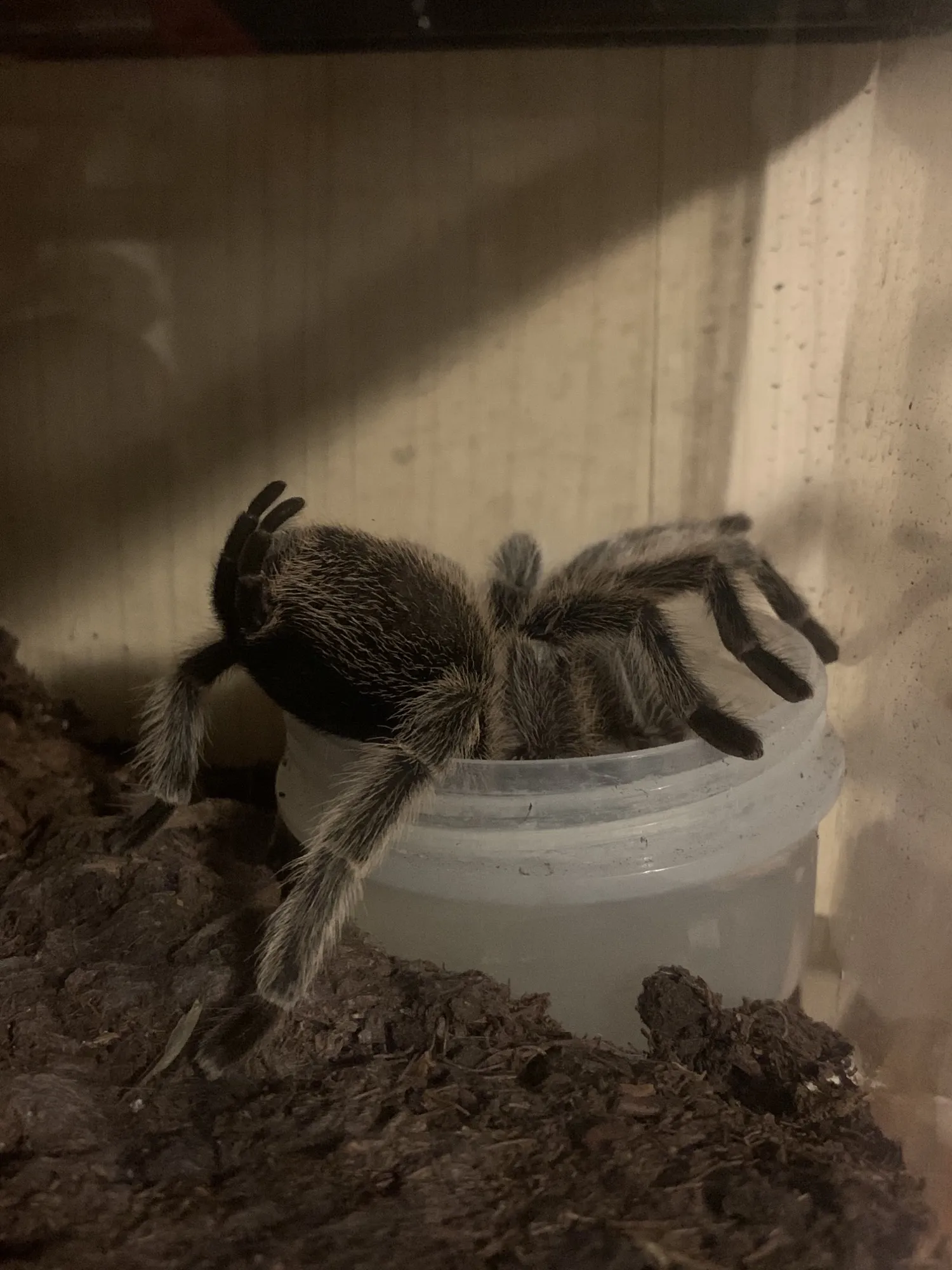 15462 rose hair tarantula humidity