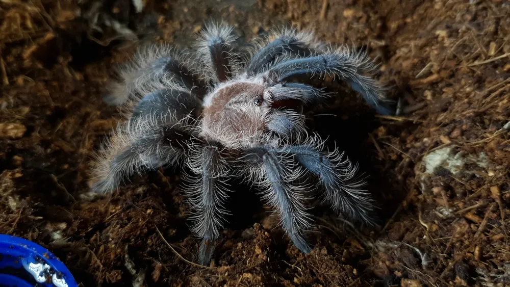 15462 rose hair tarantula substrate