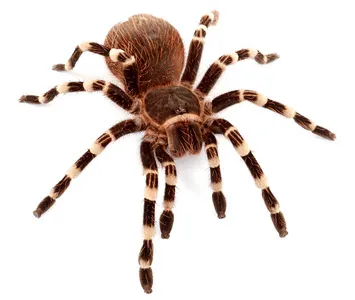 15464 healthy tarantula
