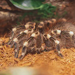 /img/15464-tarantula-enclosure.webp