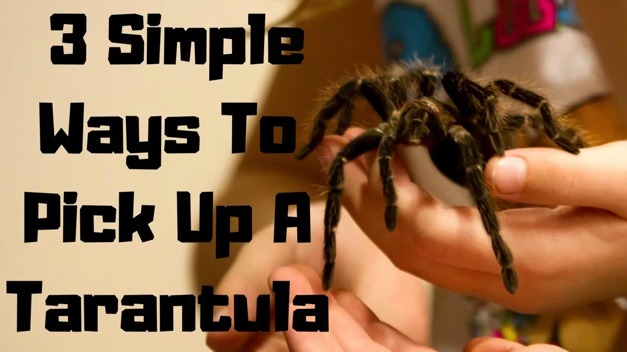 15464 tarantula molting