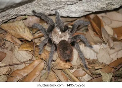 15465 missouri tarantula facts