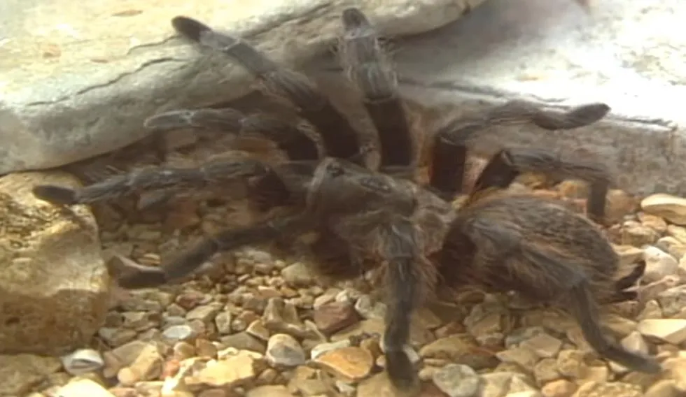 15465 missouri tarantula mating