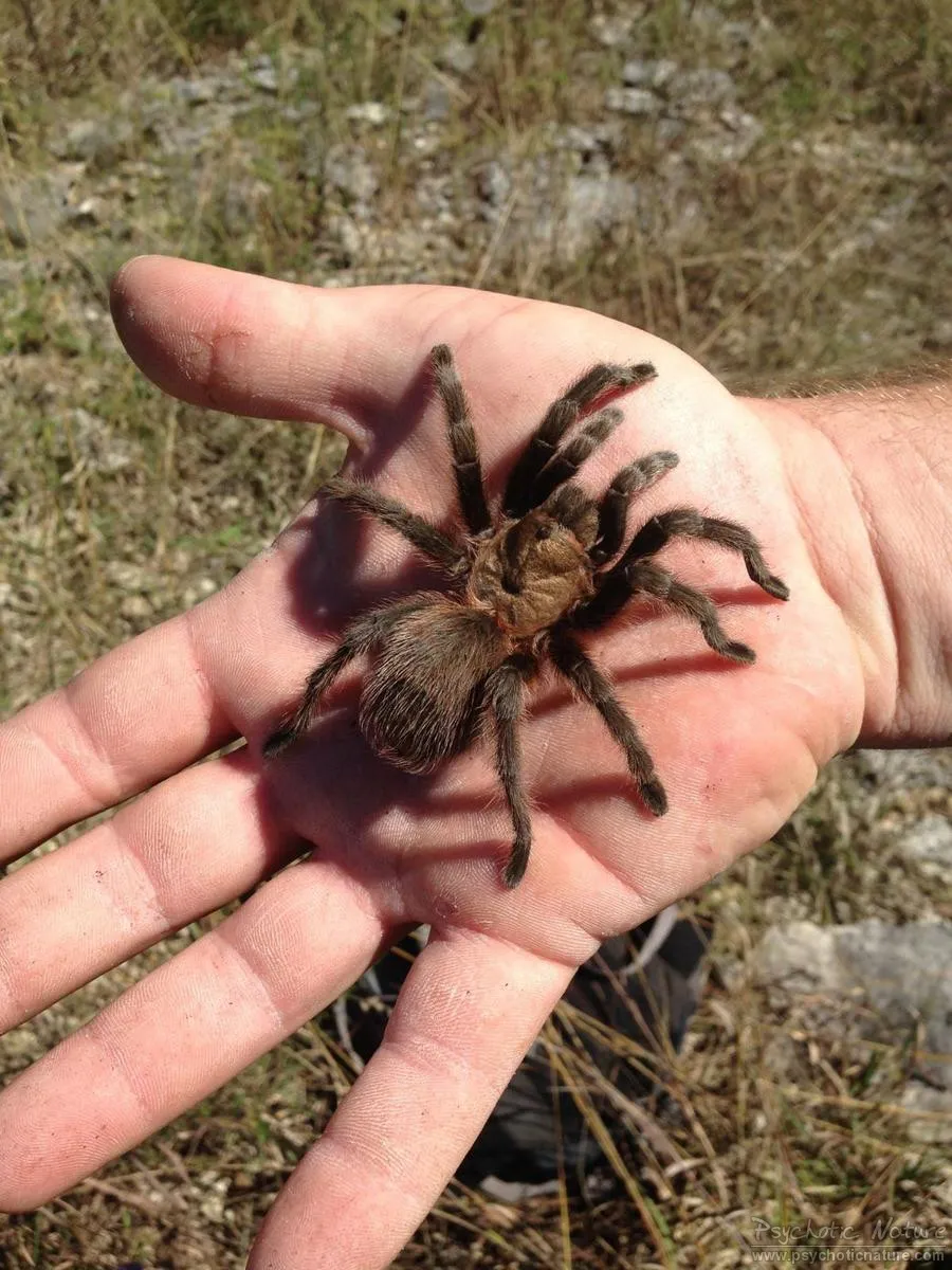 15465 missouri tarantula size
