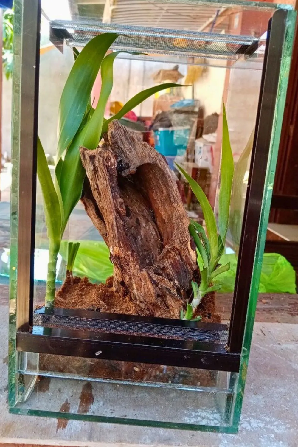 15466 healthy tarantula